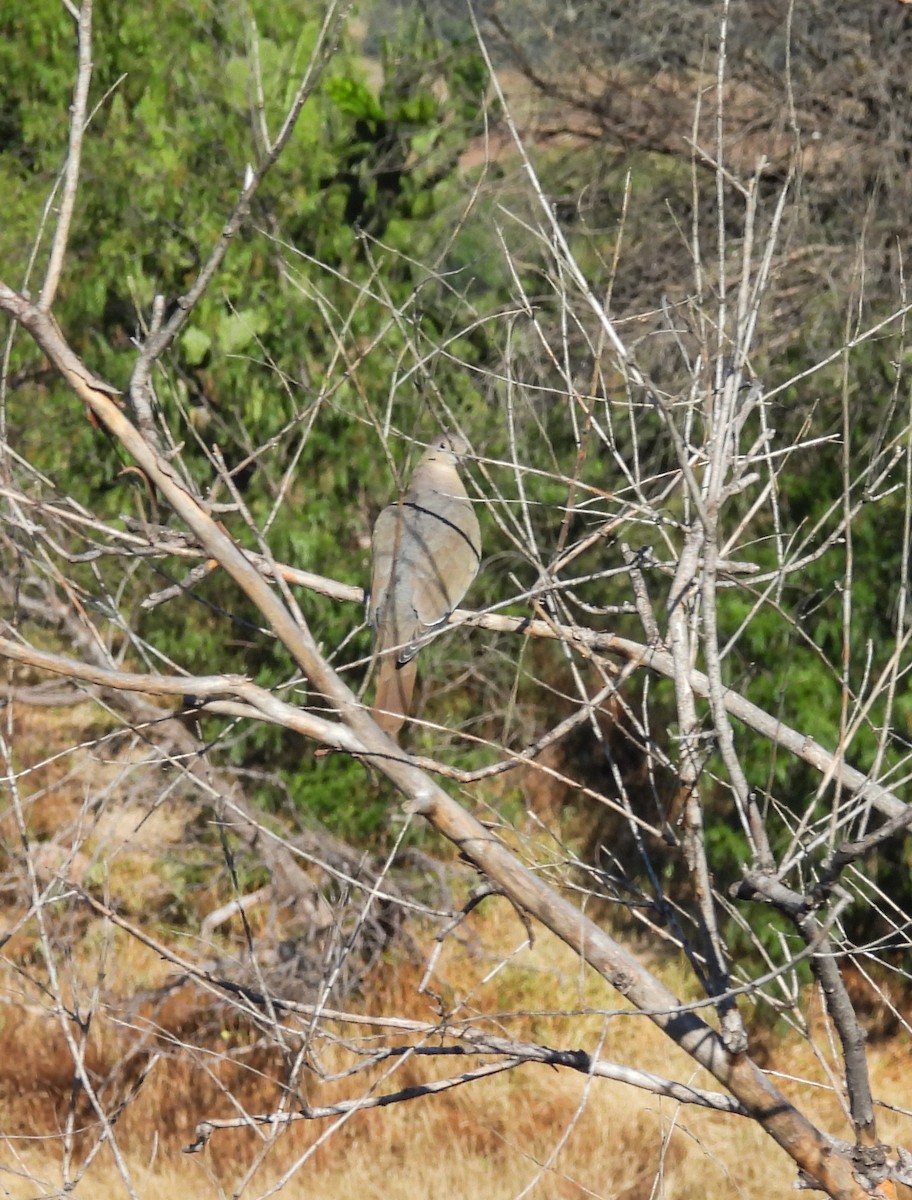 Weißflügeltaube - ML644684251