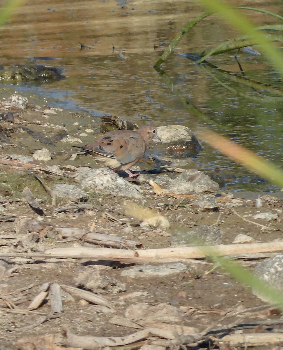 Carolinataube - ML644684252