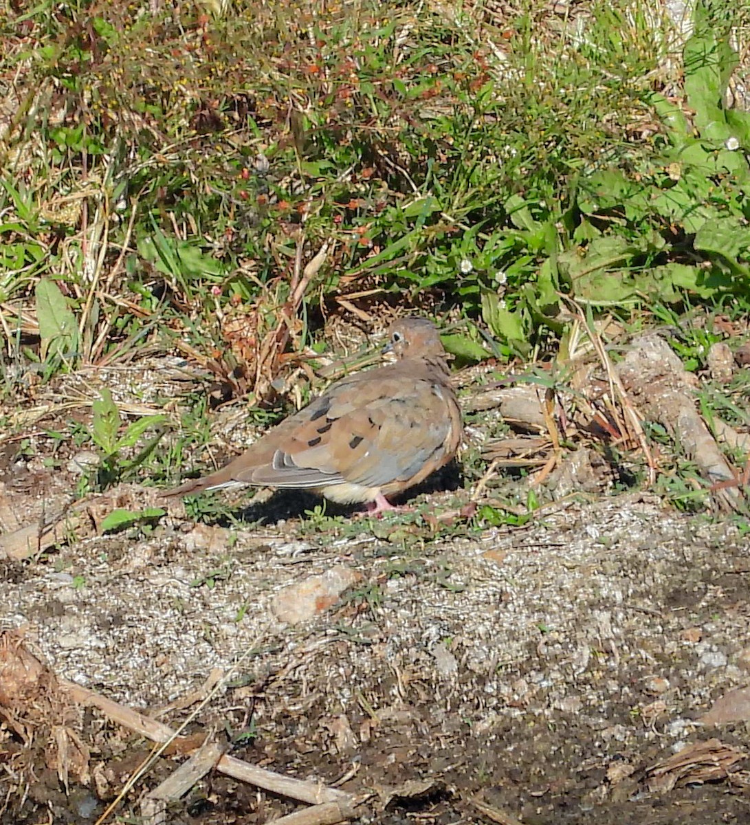 Carolinataube - ML644684254