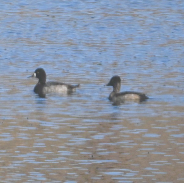 Kanadabergente - ML644684256