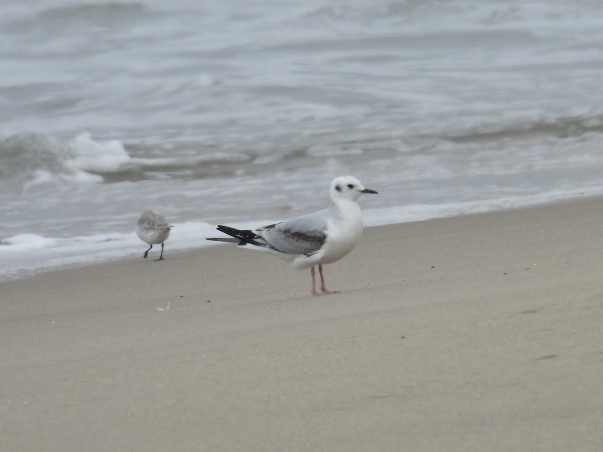 Bonapartemöwe - ML644684258