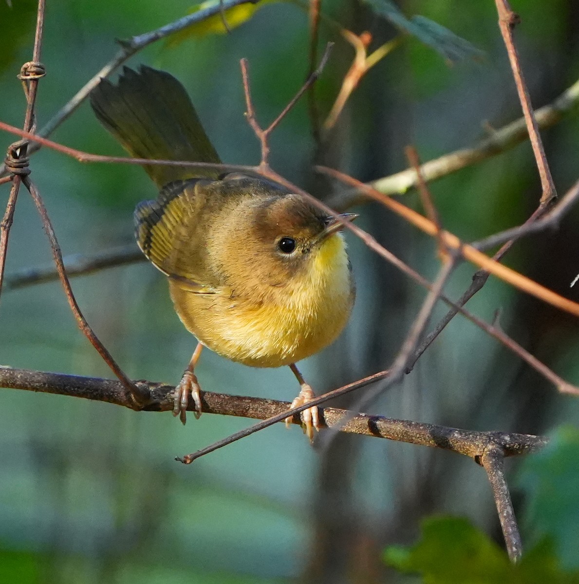 Weidengelbkehlchen - ML644684260