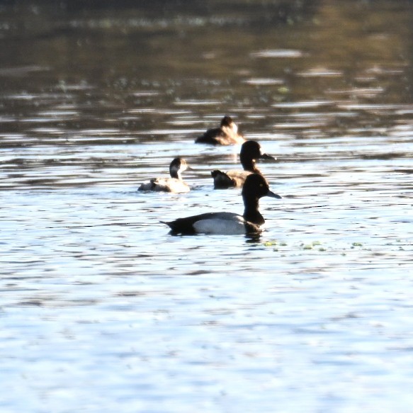 Kanadabergente - ML644684261