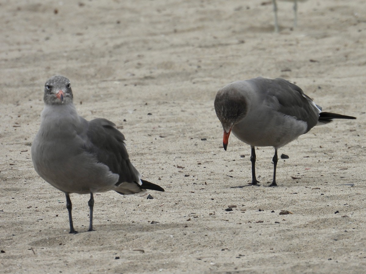 Heermannmöwe - ML644684264