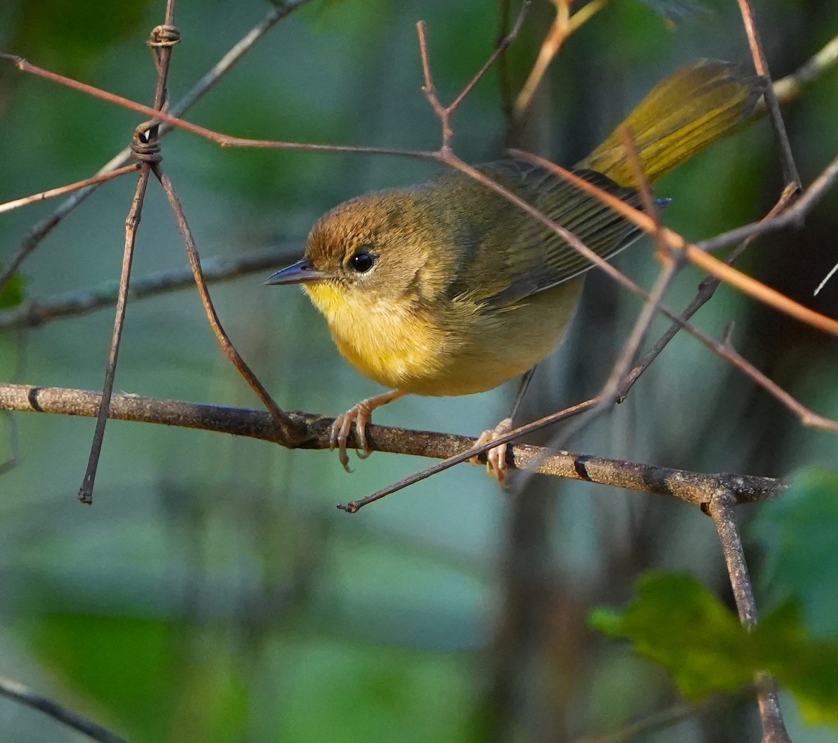 Weidengelbkehlchen - ML644684265