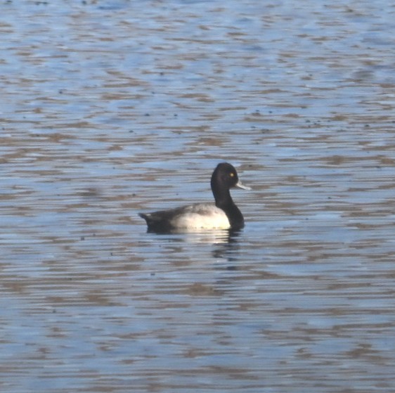 Kanadabergente - ML644684266