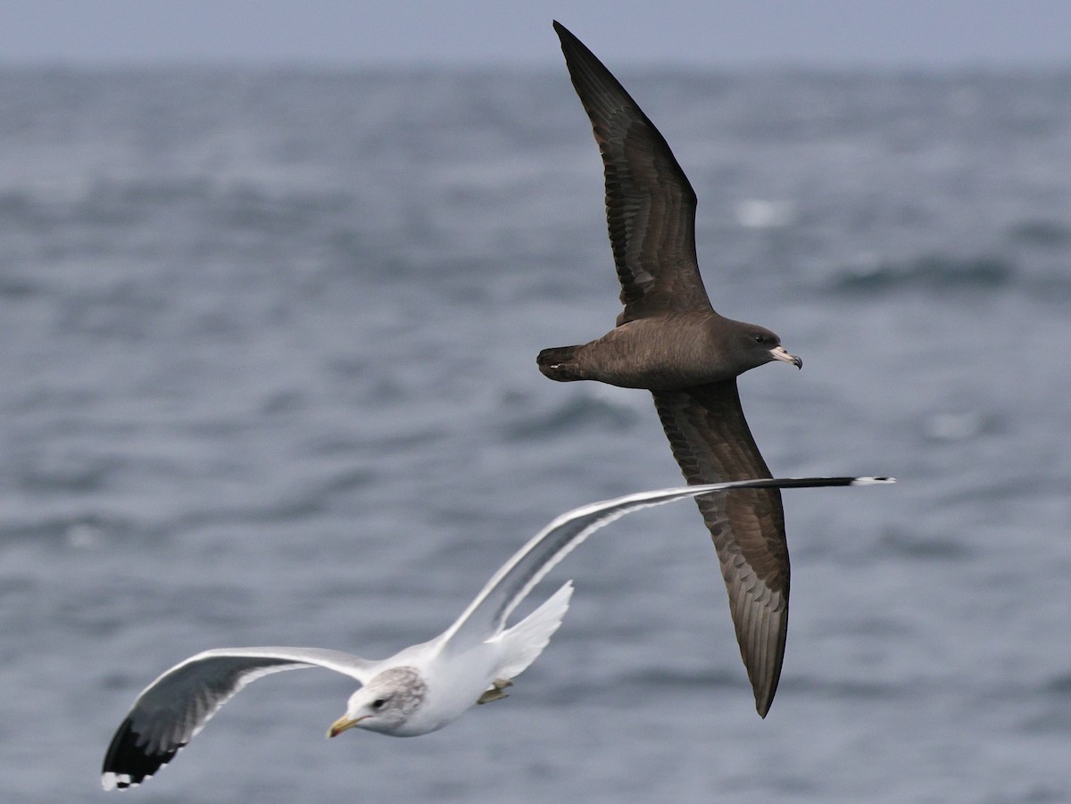 Blassfuß-Sturmtaucher - ML644684267