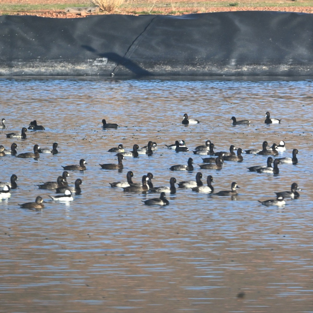 Kanadabergente - ML644684268