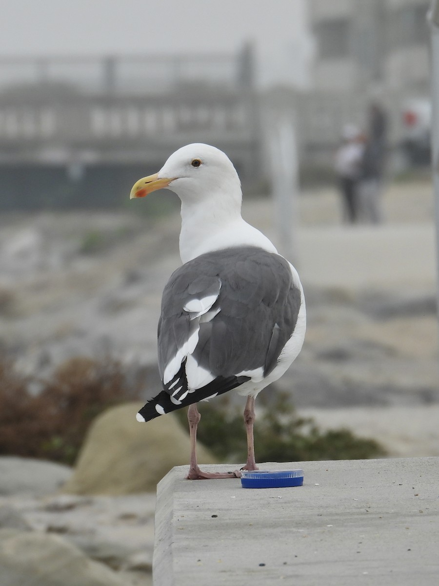 Westmöwe - ML644684269