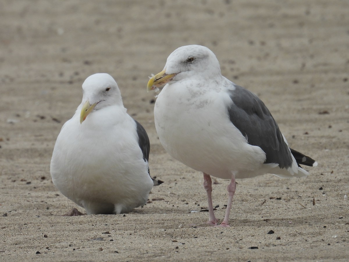 Westmöwe - ML644684270