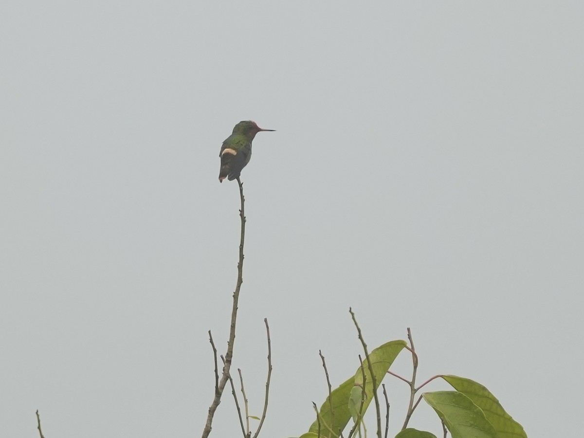 Zierelfe - ML644684271