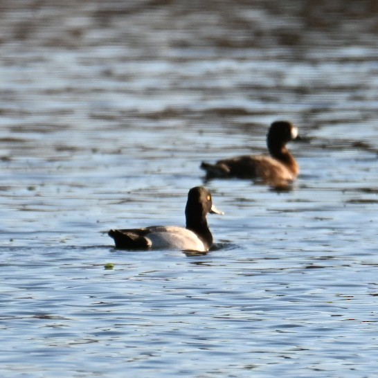 Kanadabergente - ML644684272