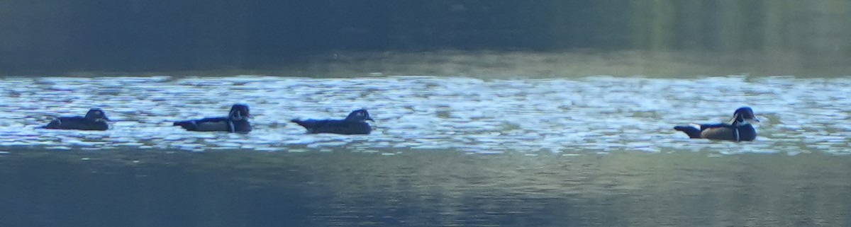 Brautente - ML644684273