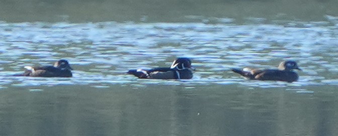 Brautente - ML644684275