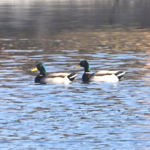 stokkand - ML644684279