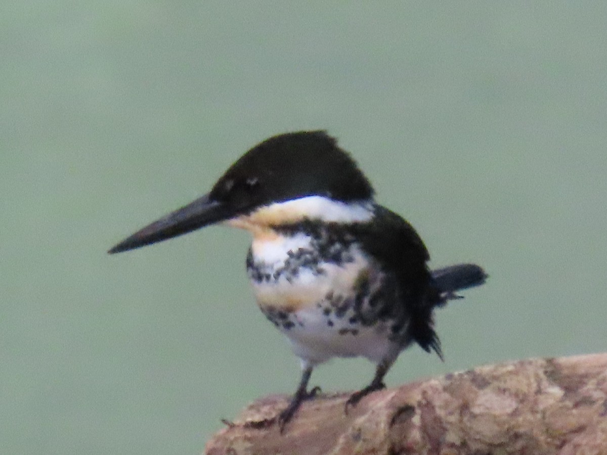 Green Kingfisher - ML644684280