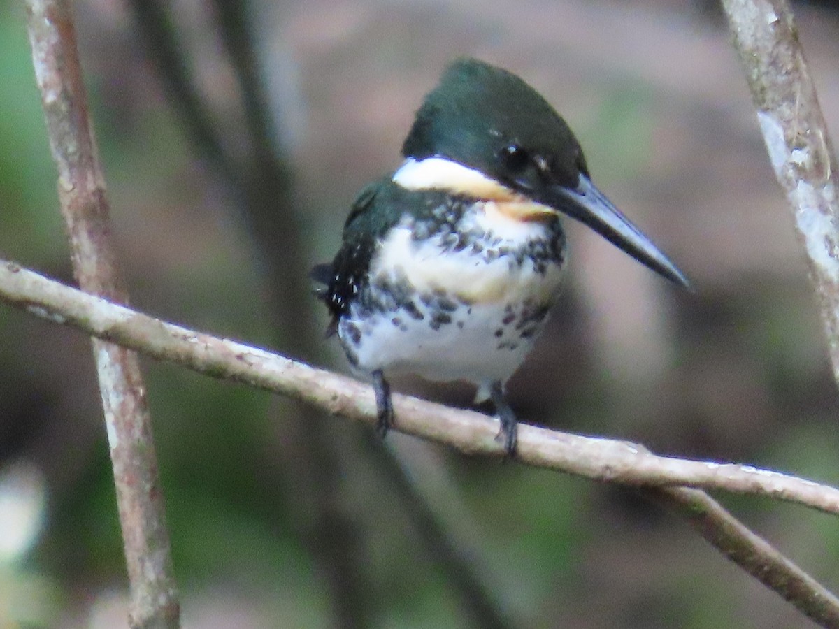 Green Kingfisher - ML644684281