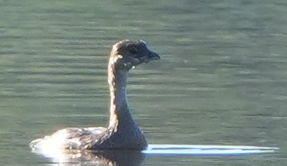 Пірникоза рябодзьоба - ML644684282