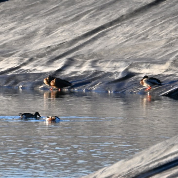 stokkand - ML644684284