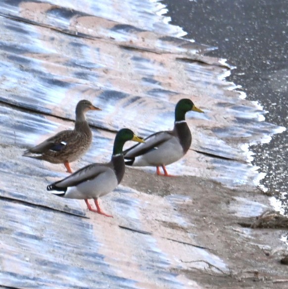 stokkand - ML644684286