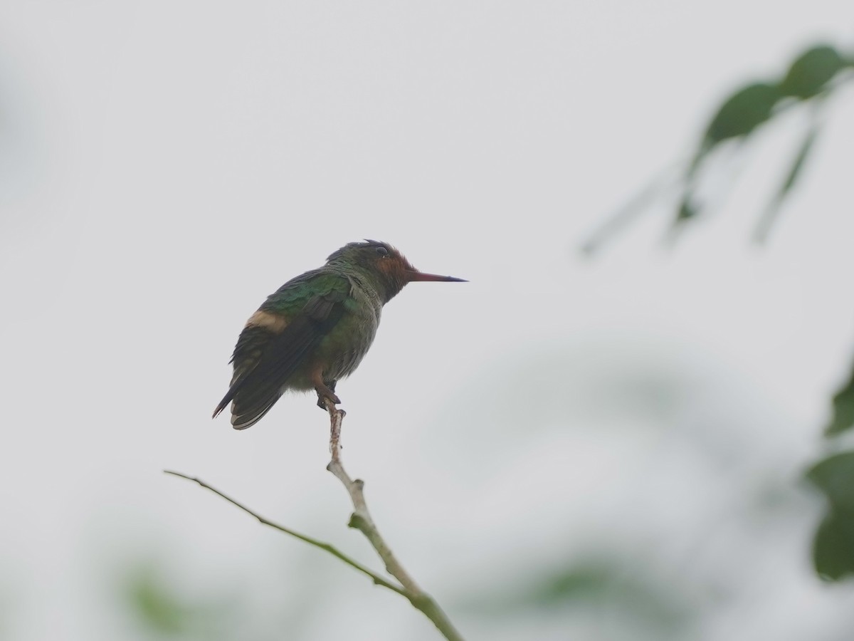 Колібрі-кокетка довгочубий - ML644684287