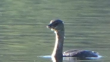 Пірникоза рябодзьоба - ML644684288