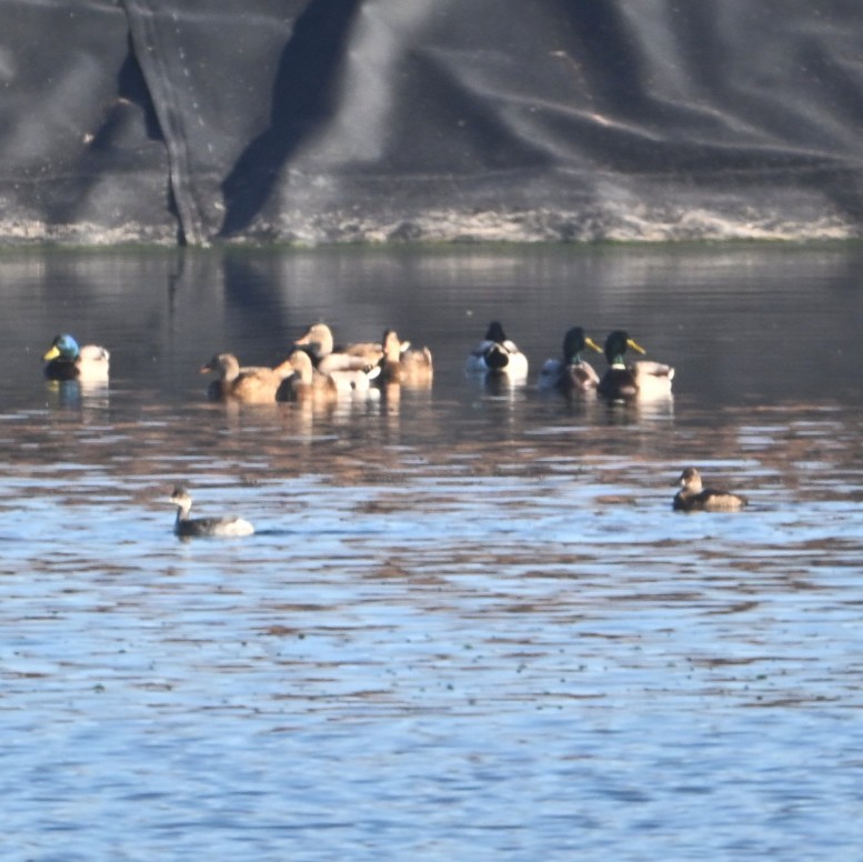 stokkand - ML644684291