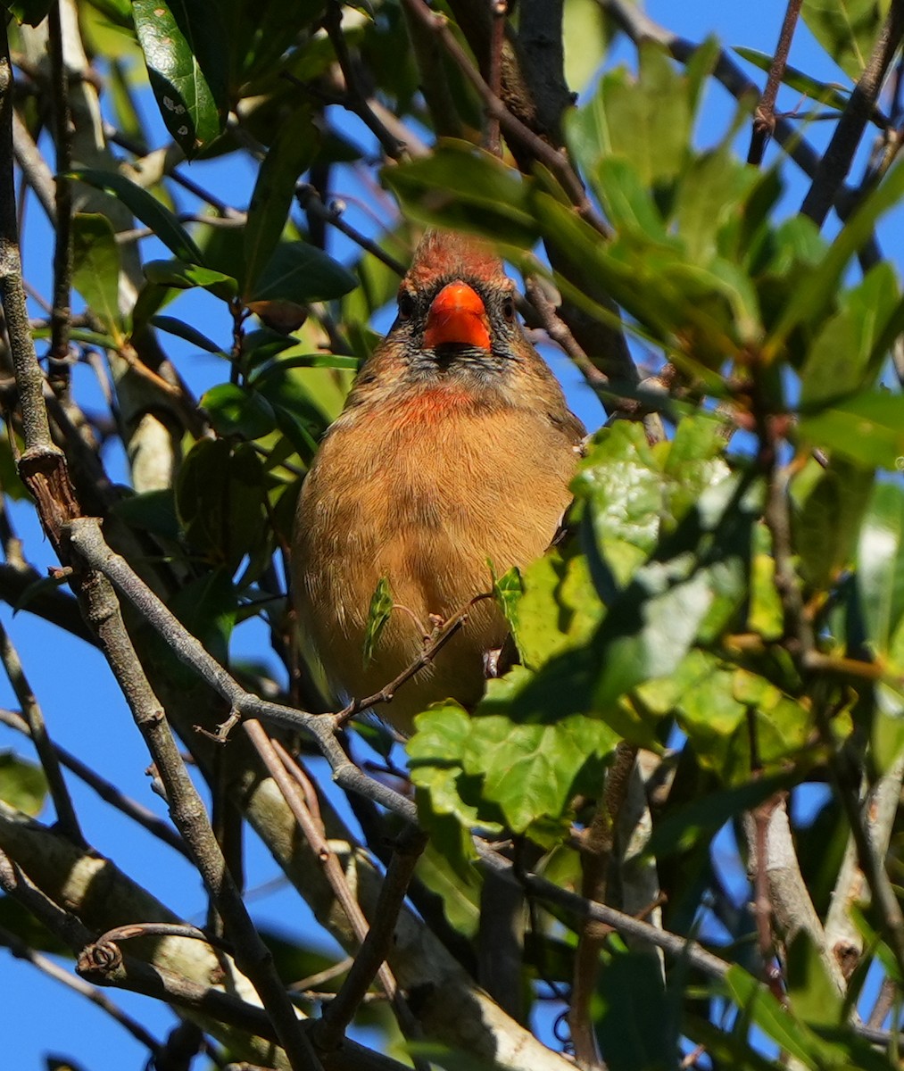 Красный кардинал - ML644684294