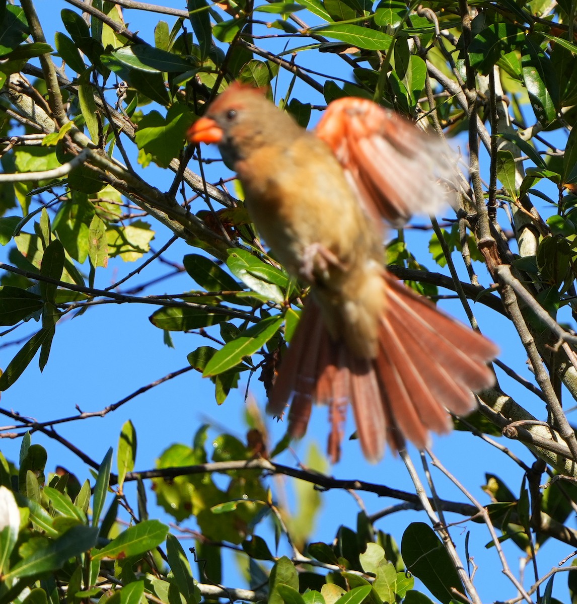 Красный кардинал - ML644684298