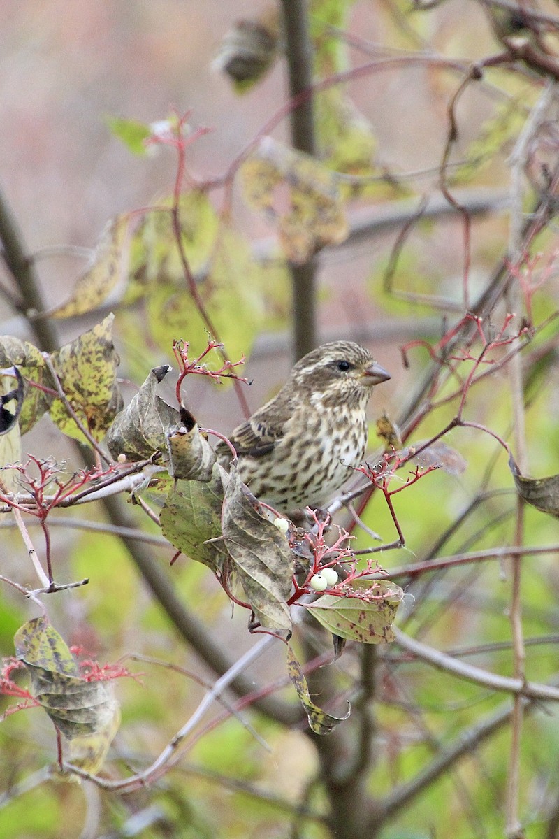 Purpurgimpel - ML644684304