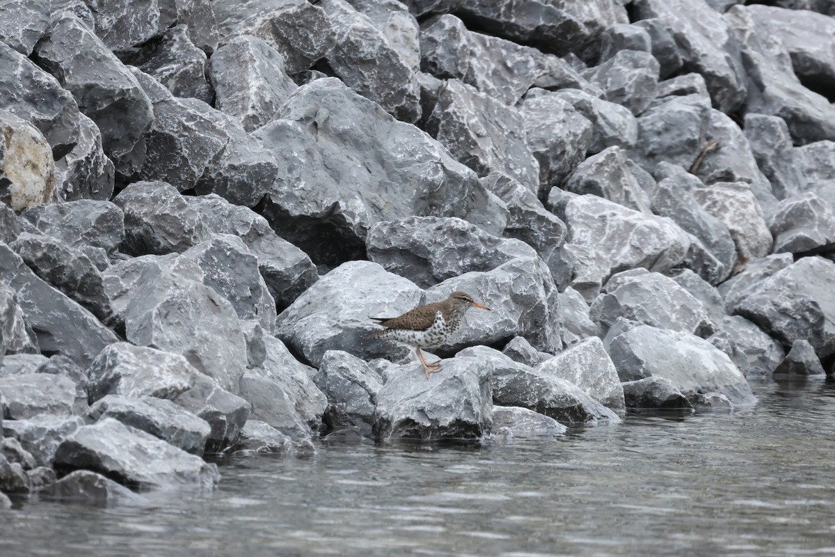 Spotted Sandpiper - ML644684309
