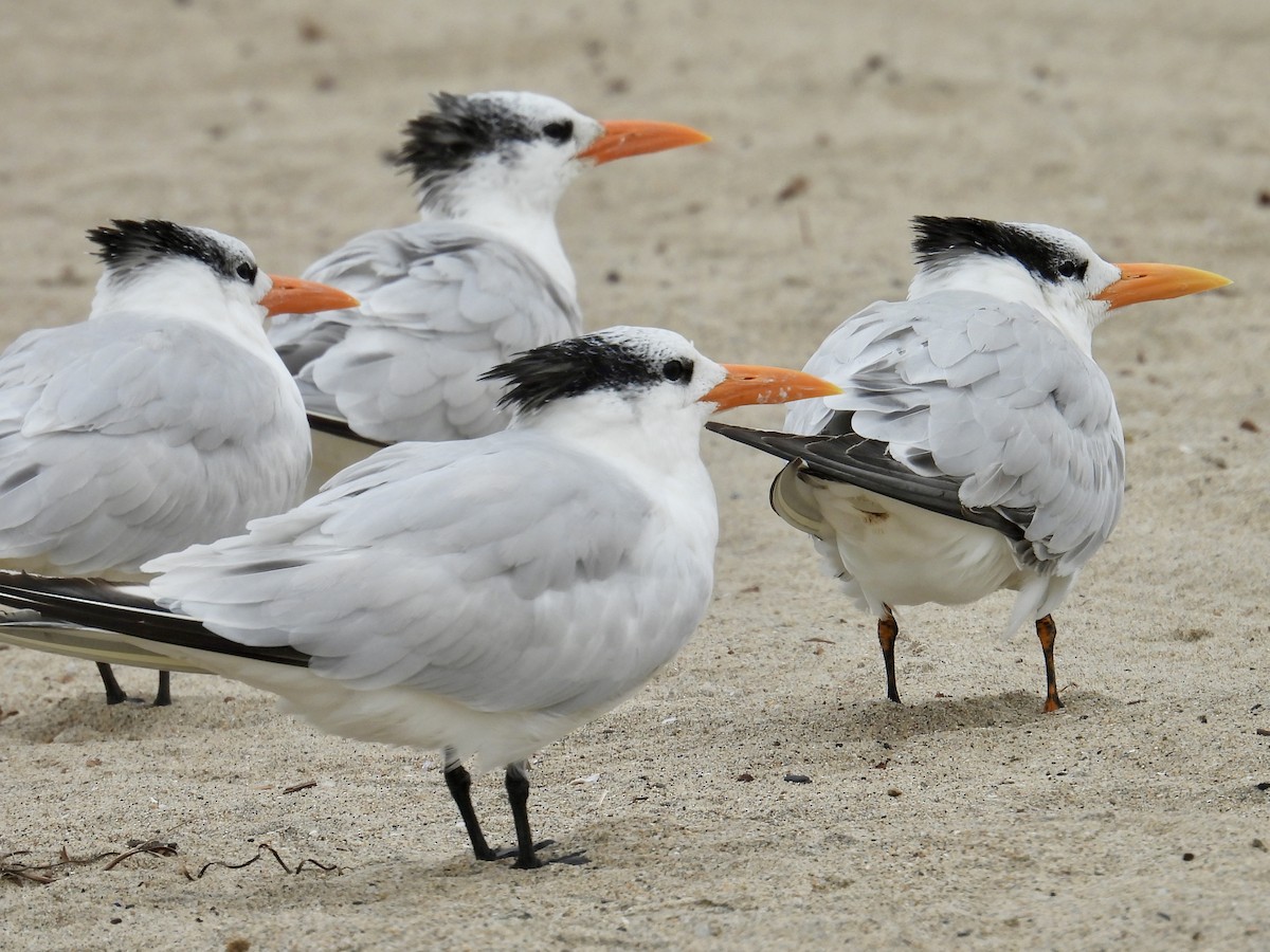 Royal Tern - ML644684310