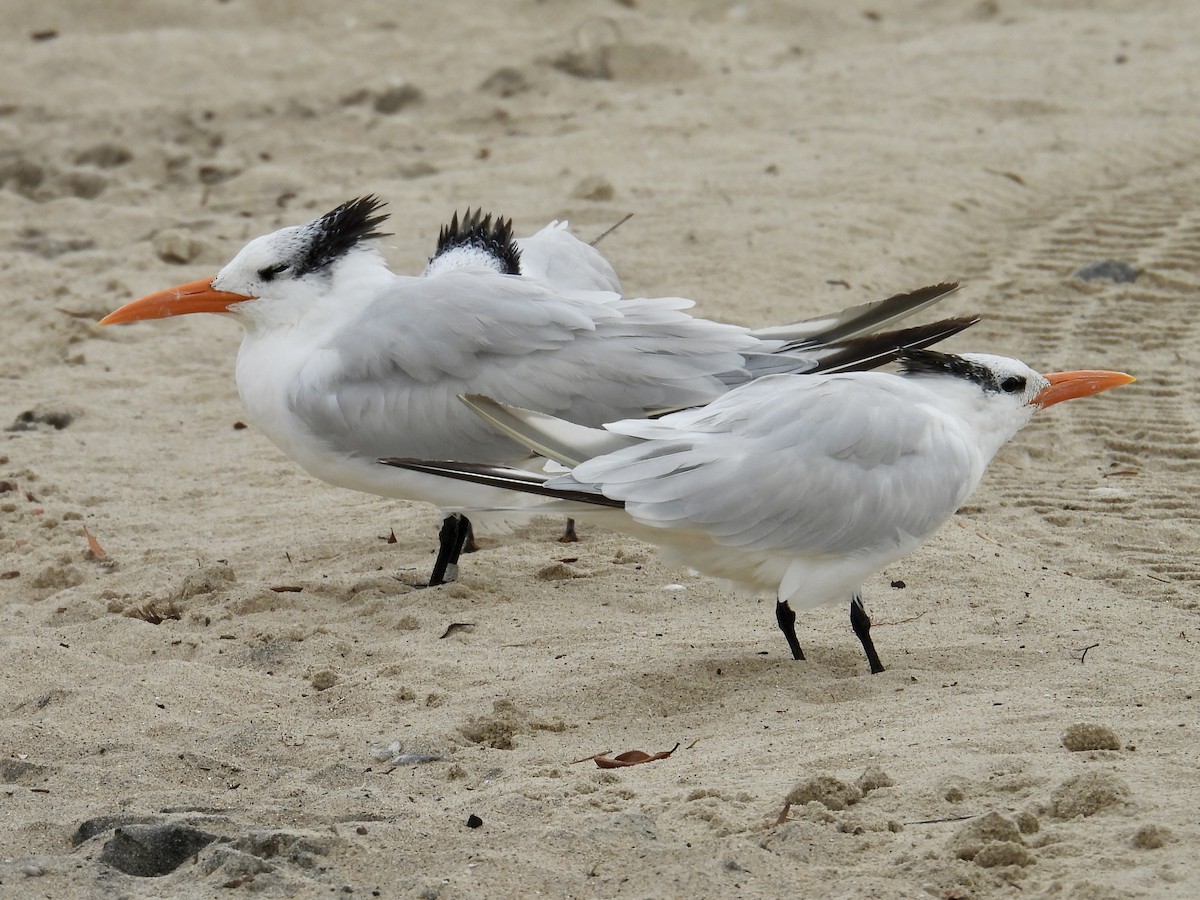 Royal Tern - ML644684311