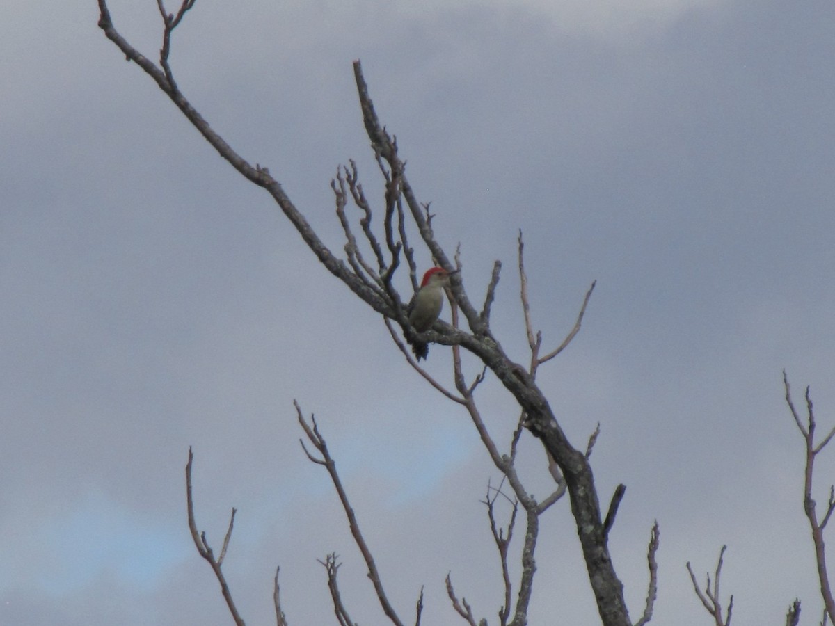 Red-bellied Woodpecker - ML644684312
