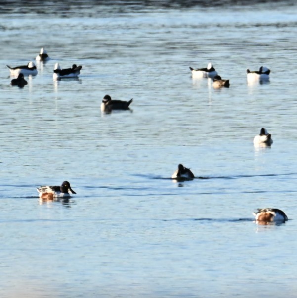 Northern Shoveler - ML644684314