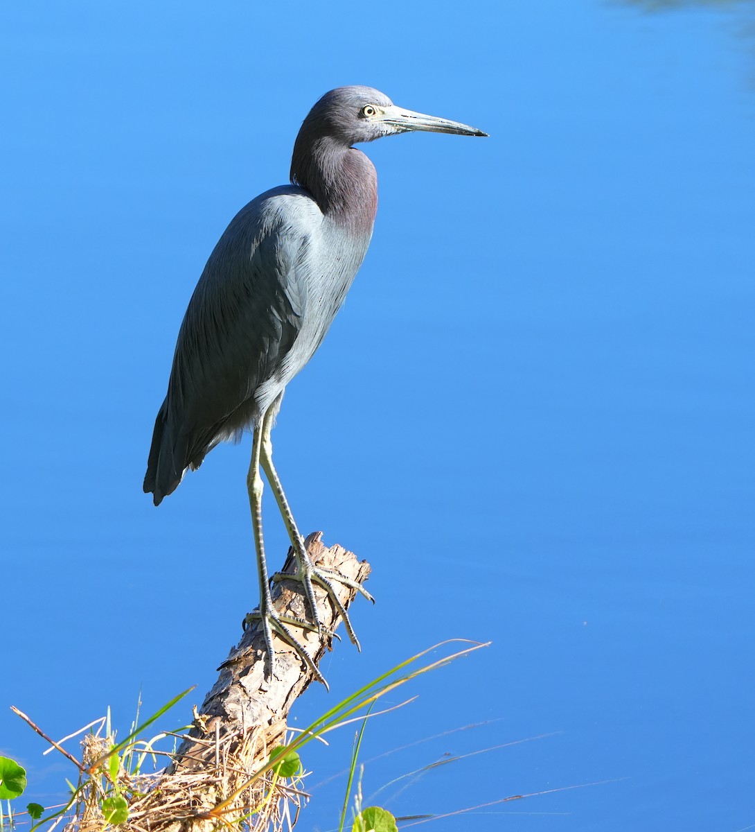 Little Blue Heron - ML644684315
