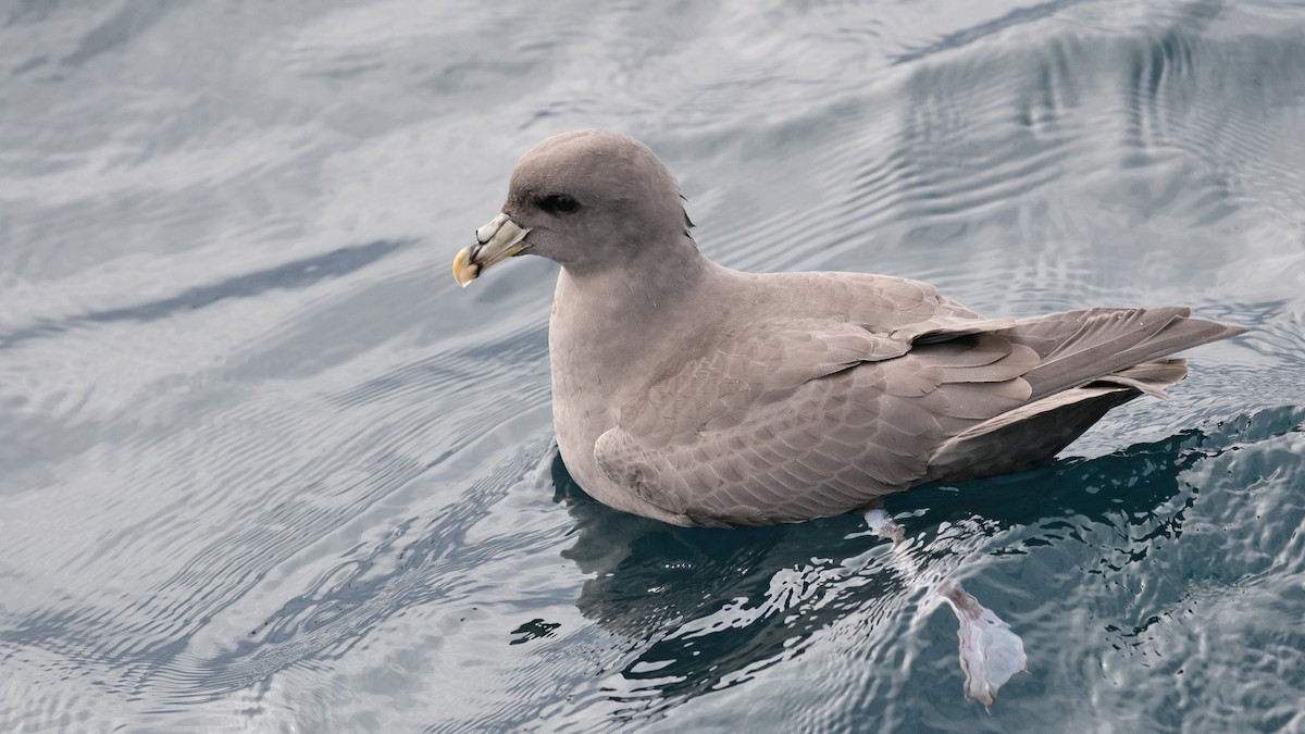 Northern Fulmar - ML644684316