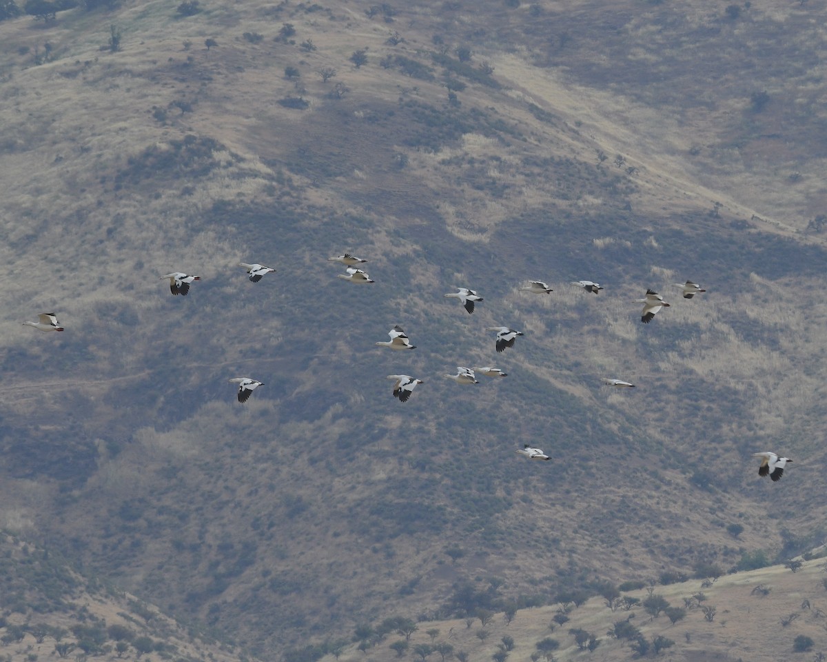 Andean Goose - ML644684318