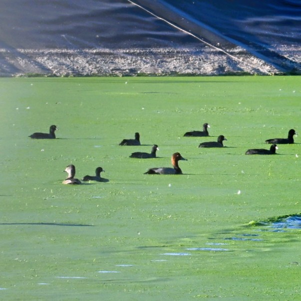 Redhead - ML644684320