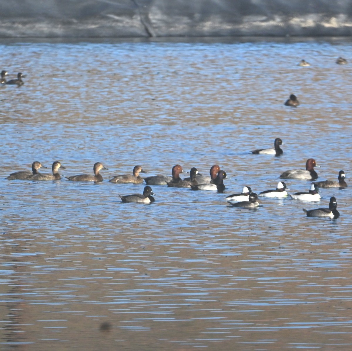 Redhead - ML644684321