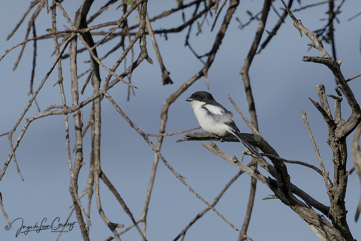 Northern Fiscal - ML644684322