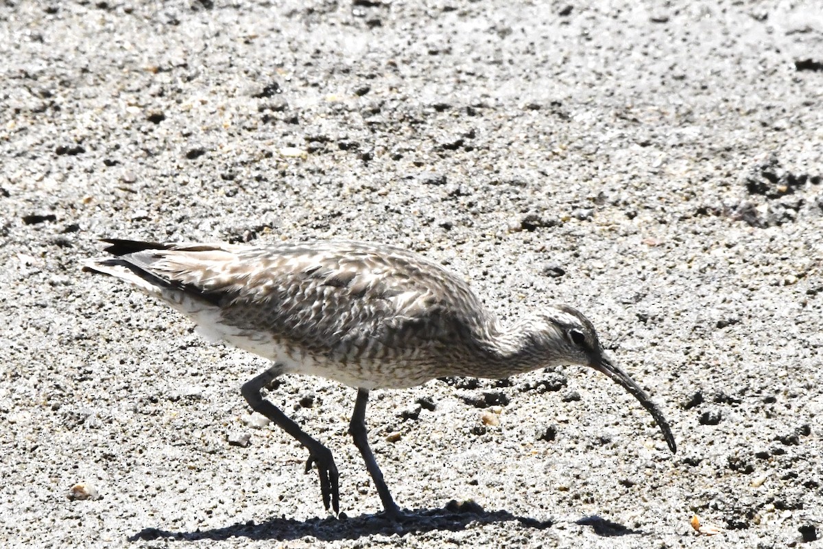 Eurasian Whimbrel (Siberian) - ML644684323