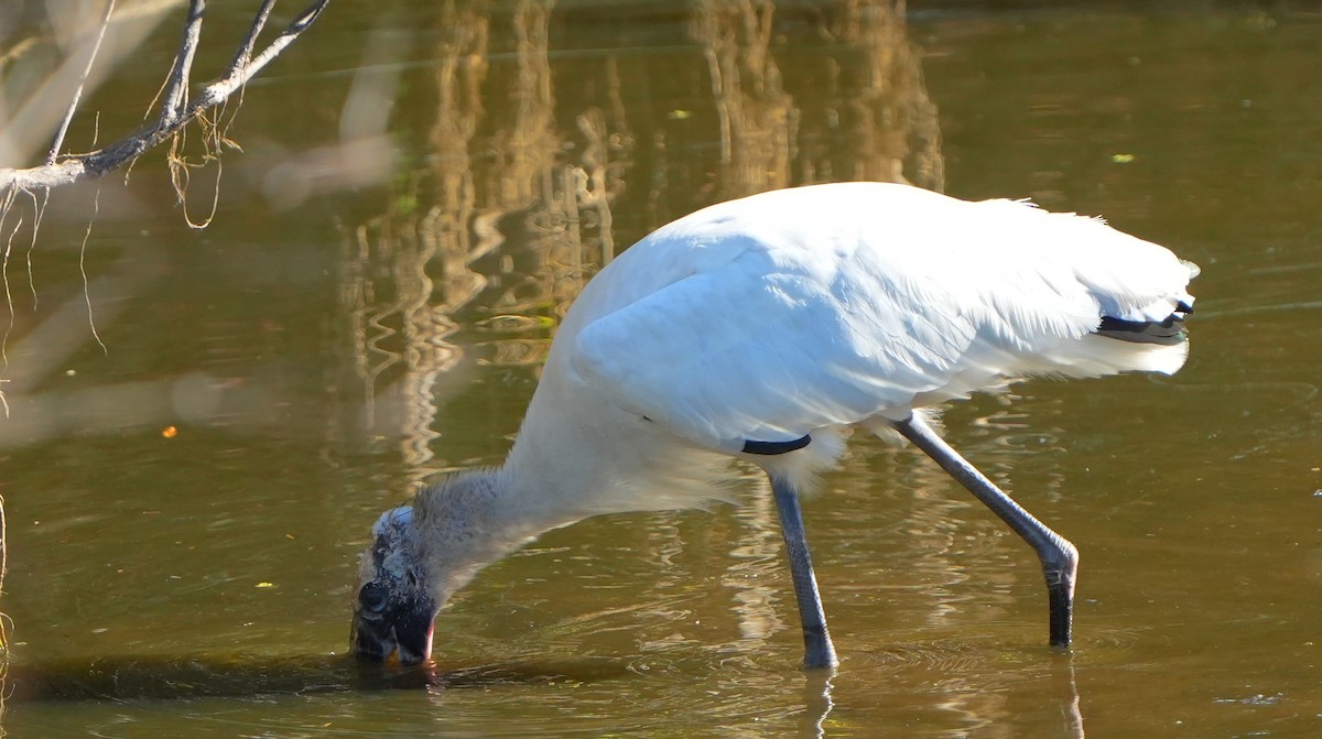 Wood Stork - ML644684324