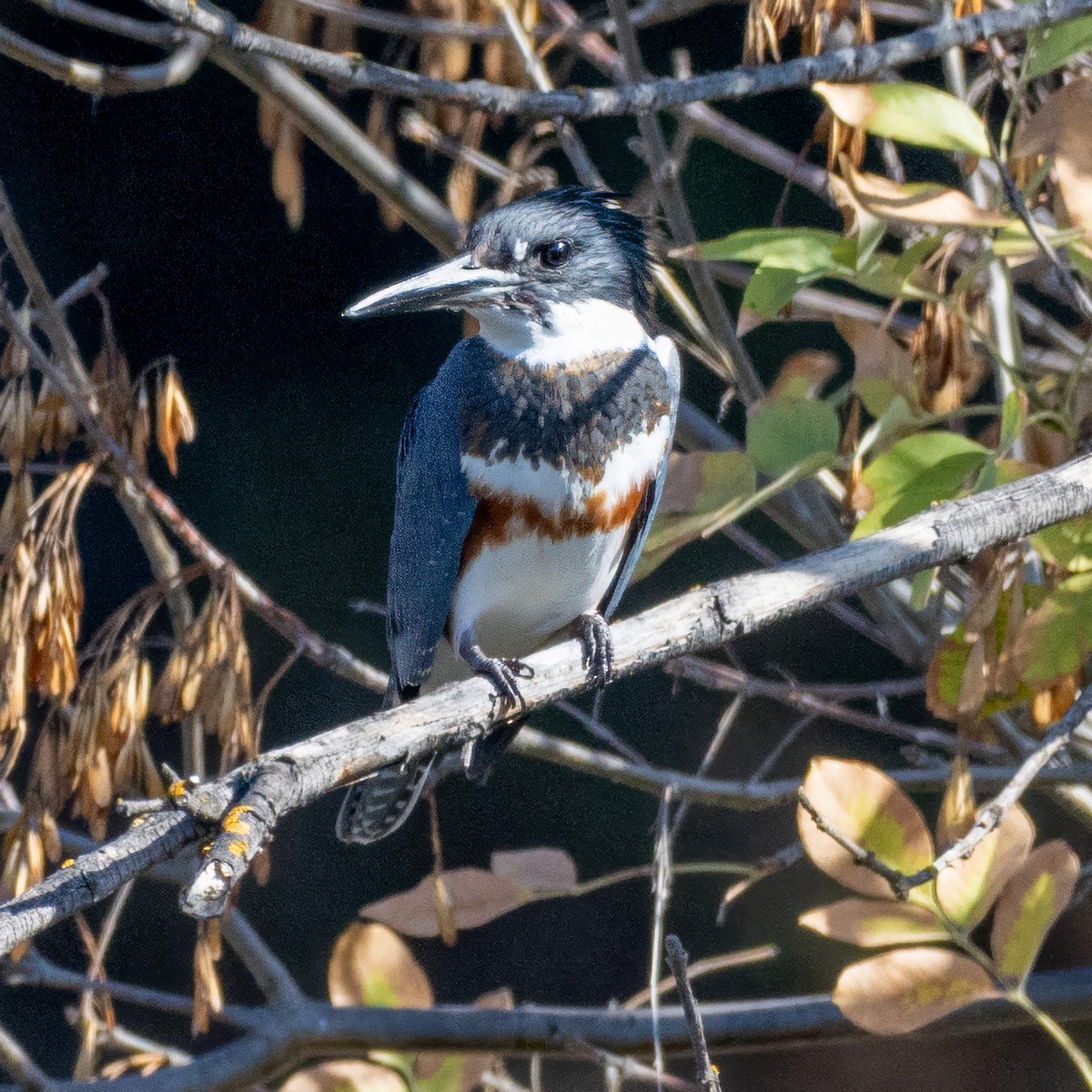 Belted Kingfisher - ML644684325