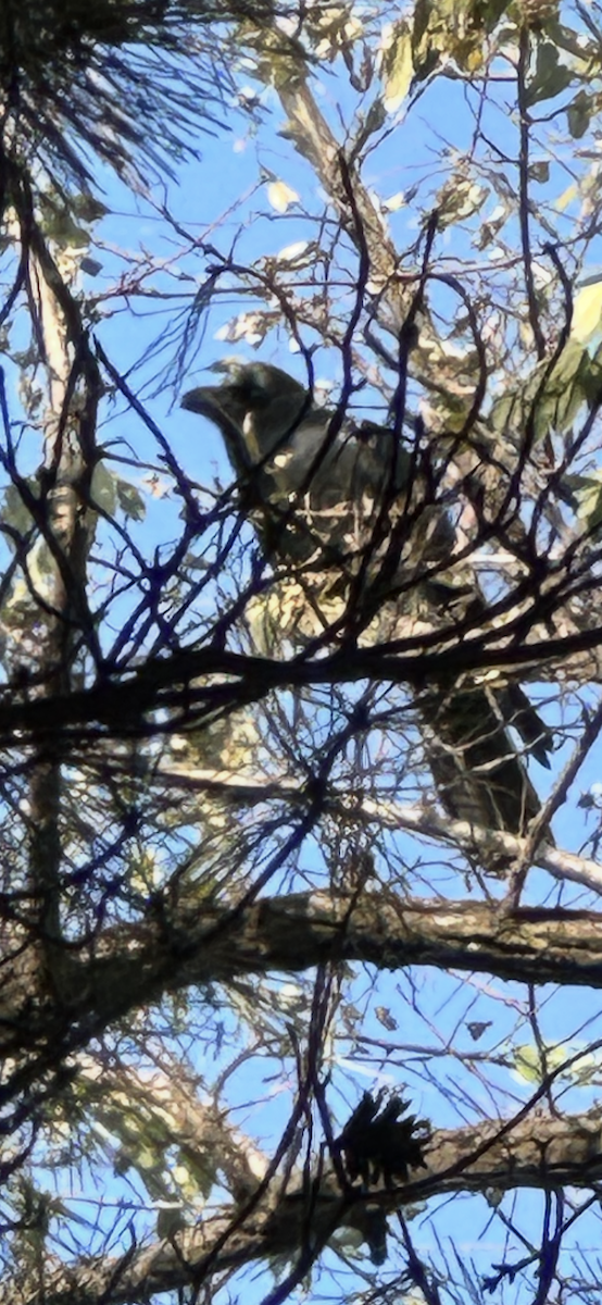Large-billed Crow - ML644684329