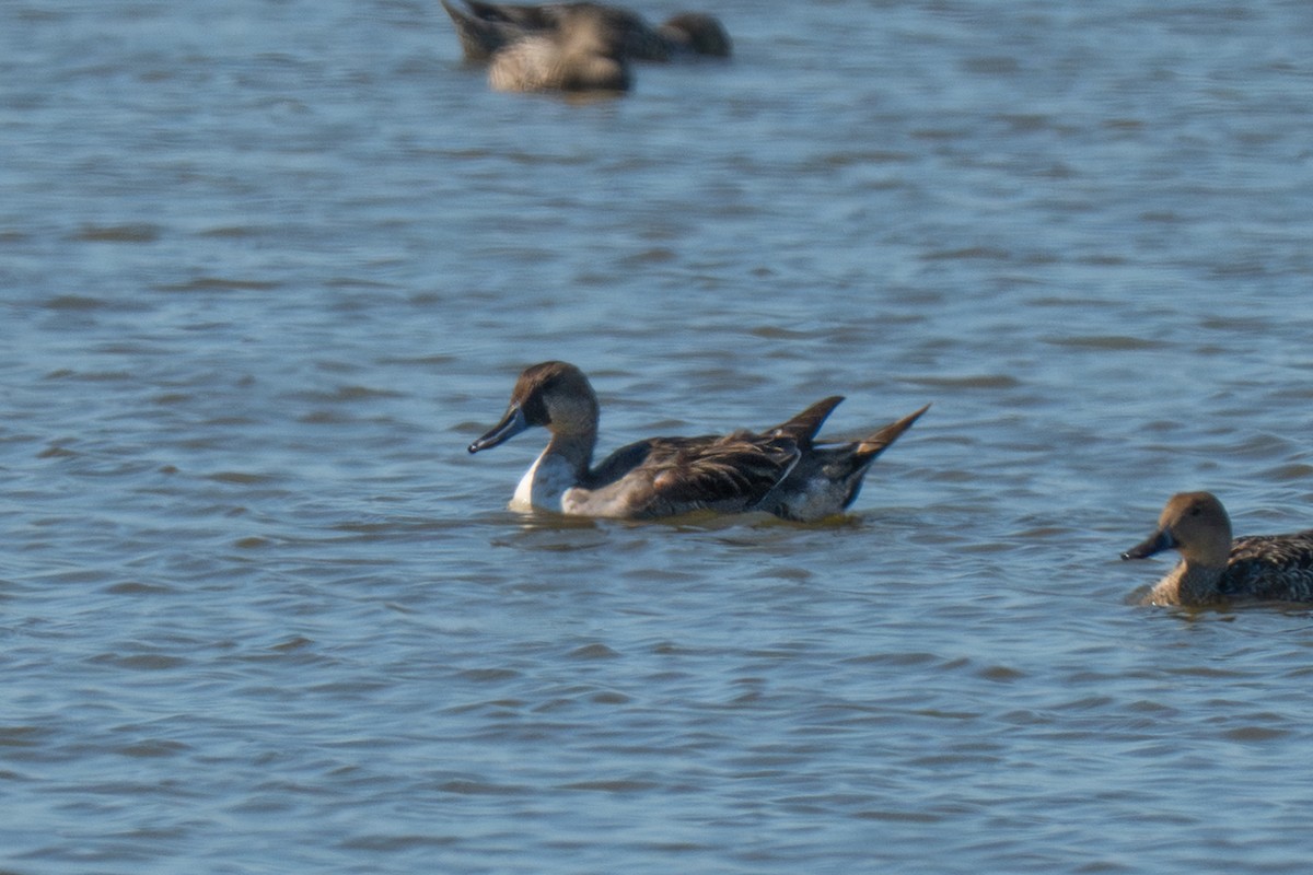 goose sp. - ML644684330