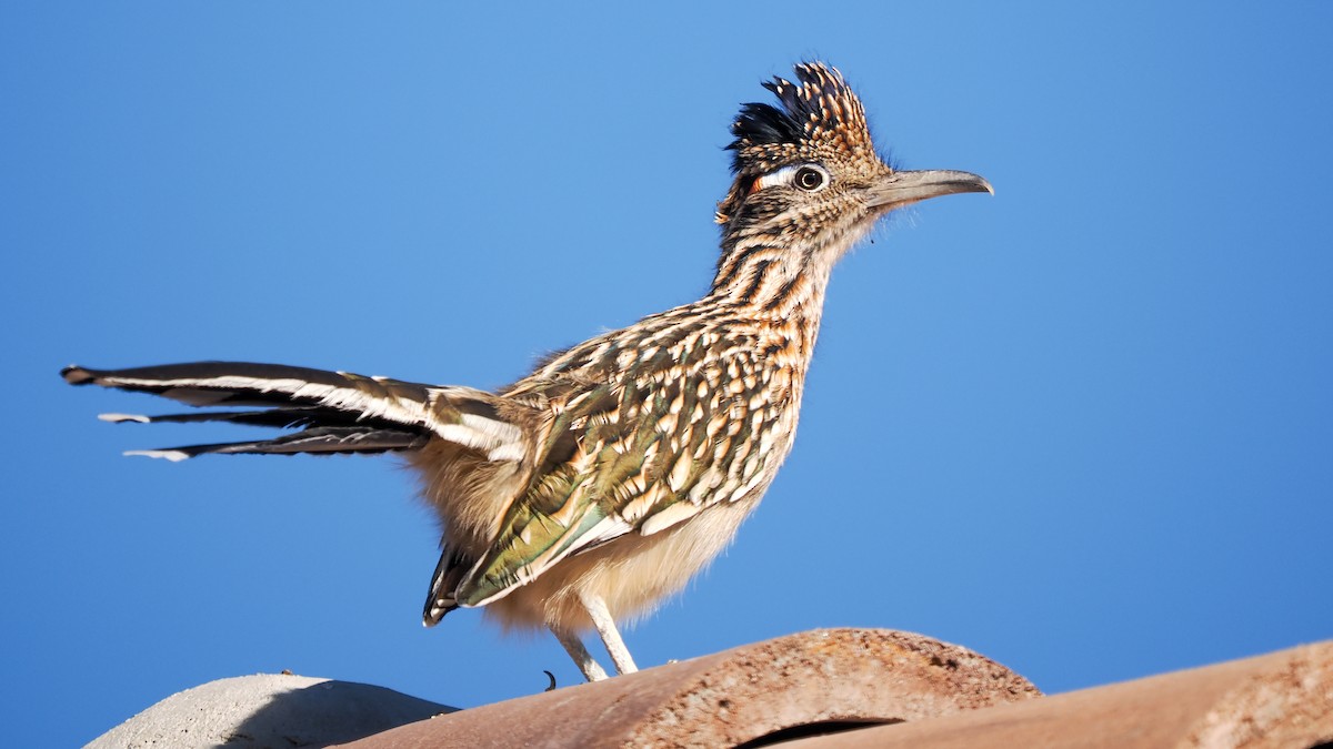 Greater Roadrunner - ML644684331