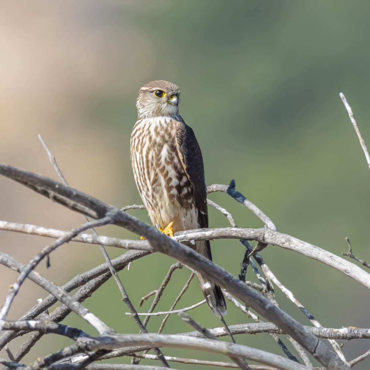 Merlin - ML644684333