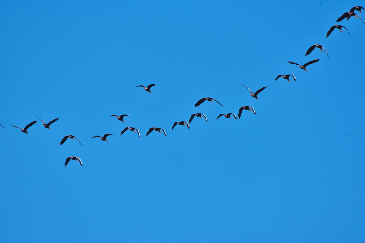 Black-bellied Whistling-Duck - ML644684334