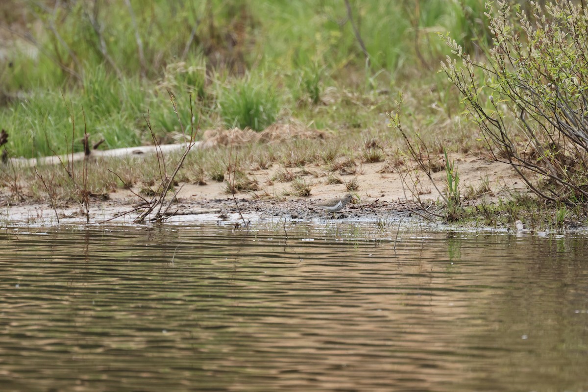Spotted Sandpiper - ML644684335